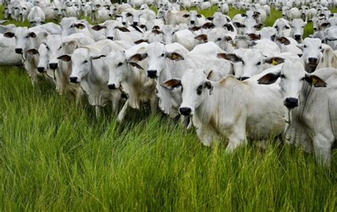 Brasil Exporta 1 Tonelada De Carne Para Cada 5 T De Milho MAB Mundo