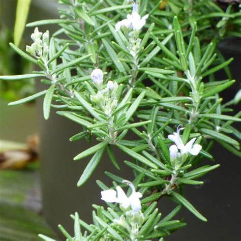 Trailing Rosemary Plant Info: Growing Creeping Rosemary Ground Cover ...