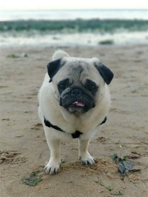 Best Swimming Dogs The Best And Worst Dog Breeds For Swimming Your