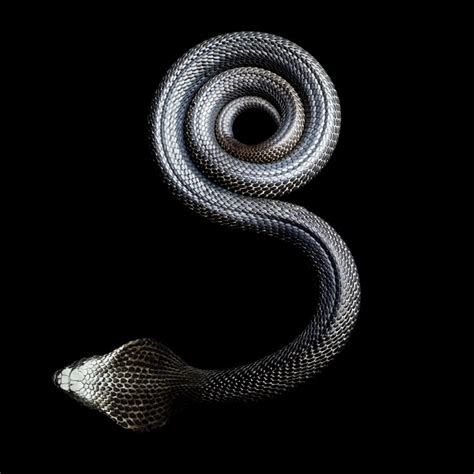 Beautiful Photos of Snakes by Mark Laita & Surviving a Black Mamba Bite