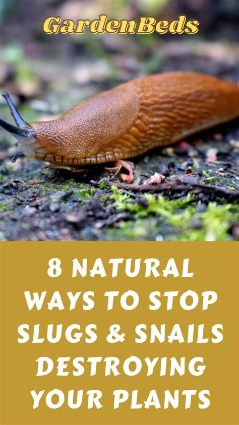 Natural Ways To Stop Slugs Snails Destroying Your Plants Artofit