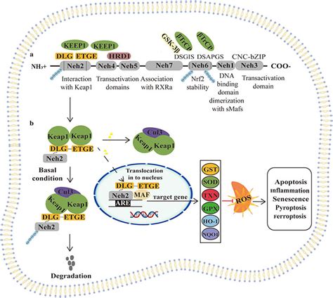 Mechanism Of Nrf Targeted Therapy For Idd Notes Extracellular