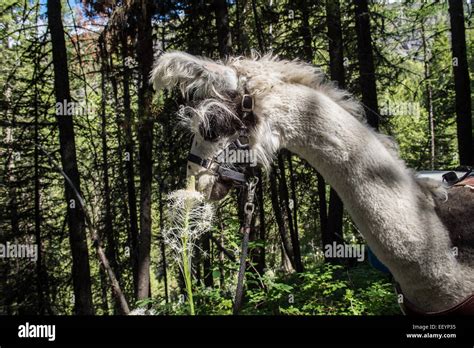 Welcome To The Weird And Wonderful World Of Llamas Llama Trekking Is