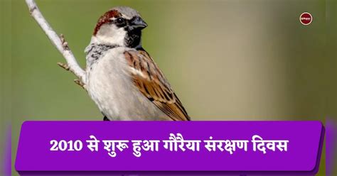 World Sparrow Day 2022 Know Purpose History Interesting Facts विश्व