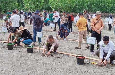 Peringati Hari Lahan Basah Se Dunia KLHK Bersama BRGM Tanam Pohon Di