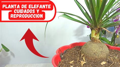 Planta De Elefante Cuidados Y Reproduccion En Min Youtube