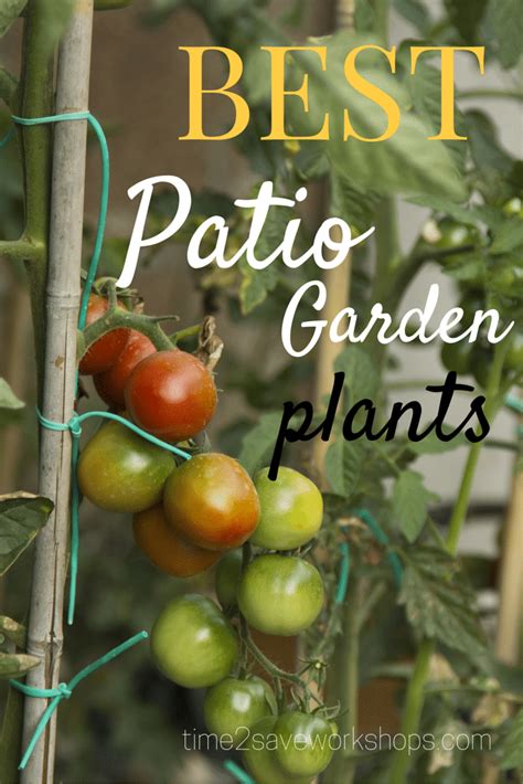 The Perfect Patio Garden Plants