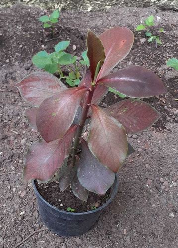 Lechero Africano Planta De La Vida Synadenium Grantii H Mercadolibre