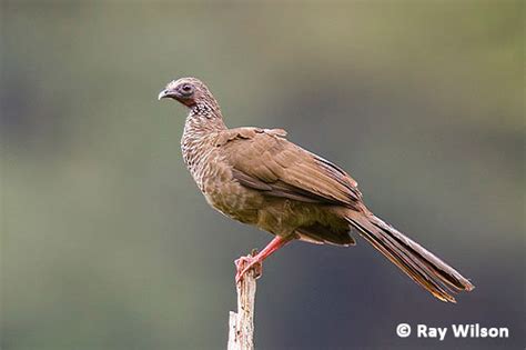 Andean Guan (Penelope montagnii)