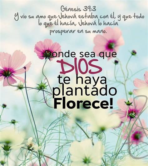 Donde Sea Que Dios Te Haya Plantado ¡florece Mensaje De Dios