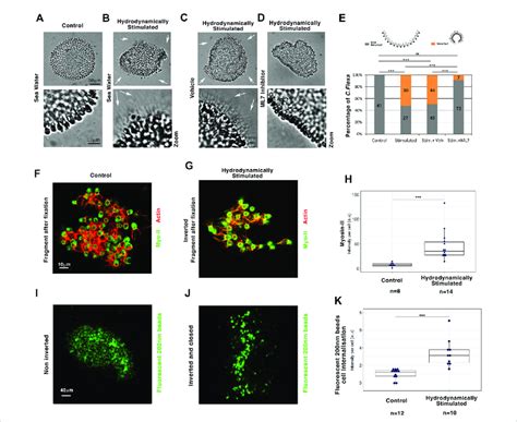 Myo Ii Dependent Hydrodynamic Stimulation Of Multicellular Sheet