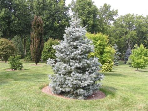 Abies Concolor Candicans Candicans White Fir Conifer Trinomial