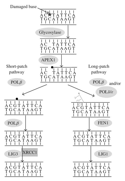 Diagram Illustrating The Dna Base Excision Repair Ber Pathway In