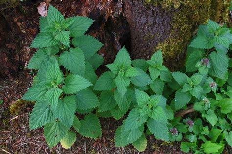 Stinging Nettle Treatment