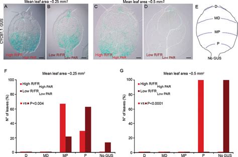 Shade Affects The Spatial Expression Pattern Of The CYCB1 1 GUS Marker