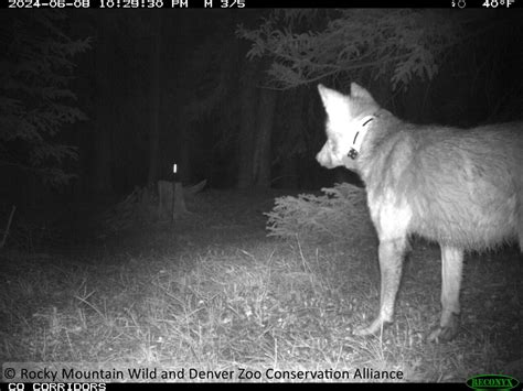 A Wolf Was Seen On A Vail Pass Camera Near I 70 Here’s What It Means