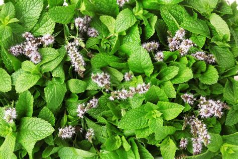 Everything You Need To Know About Flowering Peppermint