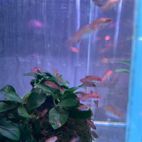 Scarlet Badis Dario Dario Monsteraquariumonline