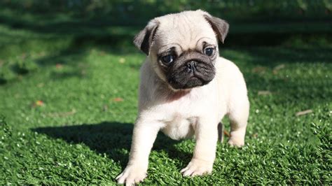 Carlino Razza Descrizione Carattere Cuccioli Foto Prezzo