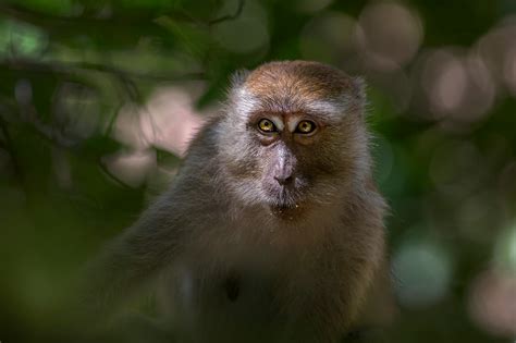 A Snub-nosed Monkey in the Wild · Free Stock Photo