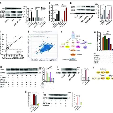 EGF EGFR PKC MAPK Pathway Is Responsible For The EGF Induced PN 1