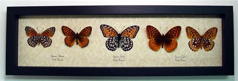 Meadow Wanderer Collection Speyeria Fritillary Butterflies Display