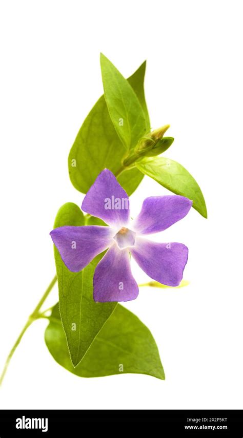 Vinca Major Cut Out Stock Images And Pictures Alamy