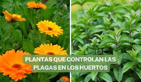 SABÍAS QUE EXISTEN PLANTAS QUE AYUDAN A CONTROLAR LA PLAGA EN LOS