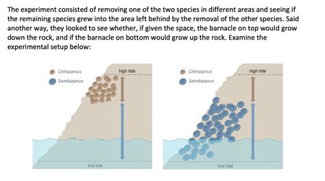 Solved Fundamental and Realized Niches in Barnacles | Chegg.com