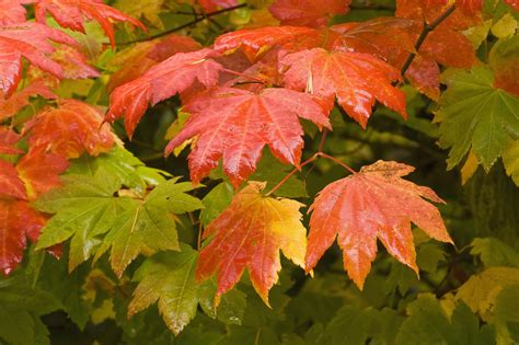 vine maple hood river soil water conservation district