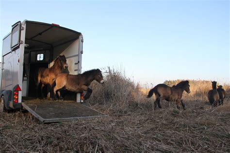 Today, wild horses inhabited two new nature reserves in Central Europe ...