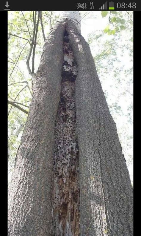 Dopo la tragedia delle Cascine è psicosi per gli alberi pericolanti