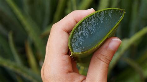 Cómo recuperar un aloe vera que se está muriendo solo así podrás