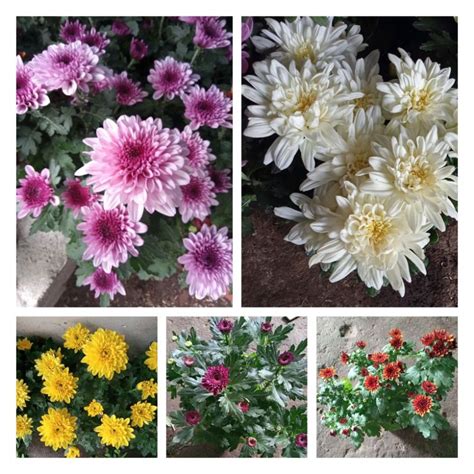 Jual Tanaman Bunga Krisan Aster Rimbun Shopee Indonesia