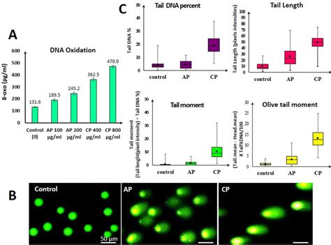 A Formation Of Oxo Dg In The Genomic Dna Of Mda Mb Cells After