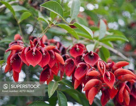 The beautiful National flower of Argentina, Erythrina crista-galli ...