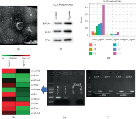 Exosomal CircEhmt1 Was Upregulated In Hypoxia Pretreated Pericytes A