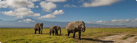 Tsavo Est Tsavo Ouest Jours Sentrim Tsavo Camp Ngulia Safari