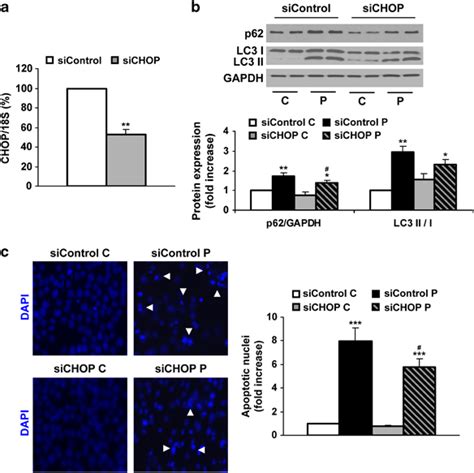 Efect Of Silencing Of Chop On The Autophagic Flux And Cell Death After