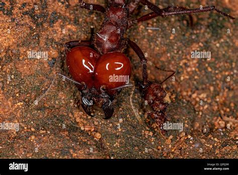 Atta Leaf Cutter Ant Of The Species Atta Laevigata With A Small Dead