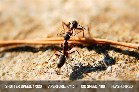 Photographing Insects Close Up Photography Tips