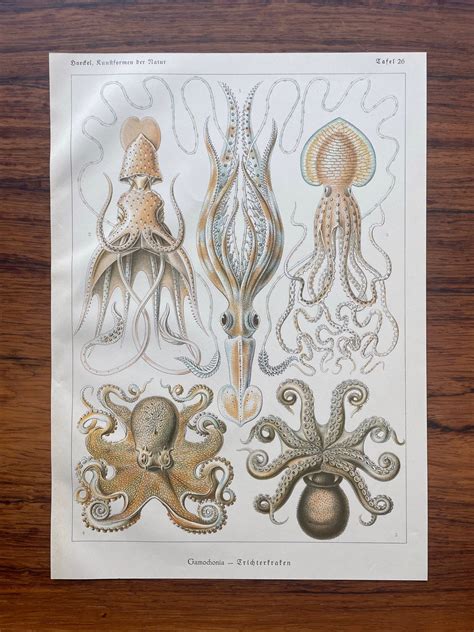 Ernst Haeckel Original Antique Print 1924 Octopus Squid Cephalopod