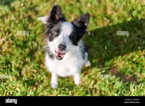 beautiful border collie puppy portrait stock photo alamy