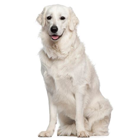 Hungarian Kuvasz Dog Breed Information | Purina