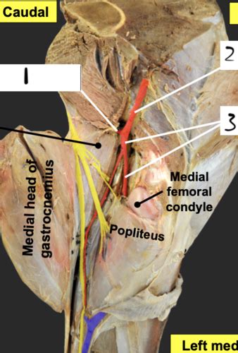 Equine Pelvic Limb Vessels And Nerves Flashcards Quizlet