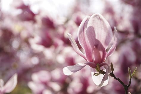 Magnolie Blume Frühling Kostenloses Foto auf Pixabay Pixabay