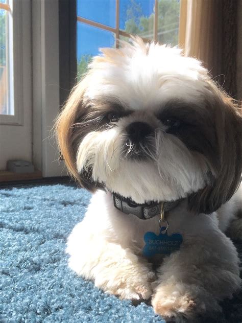 Shihtzu Tumblr Shitzu Dogs Cute Small Dogs Cute Dogs And Puppies