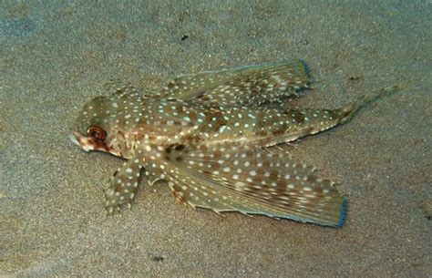 Flying gurnard (Dactylopterus volitans) | adriaticnature