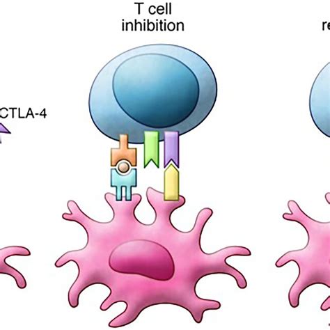 Mechanism Of Action Of Avelumab PD L1 May Be Expressed On Tumor