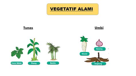 Perkembangbiakan Tumbuhan Biologi Pedia Riset